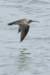 bird4_small.jpg