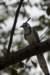 bird_small.jpg