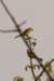 birds_small.jpg