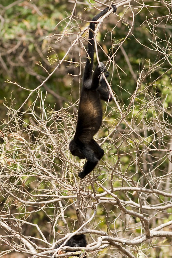 blackhowlermonkeys.jpg