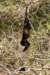 blackhowlermonkeys_small.jpg