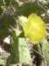 cactus_small.jpg
