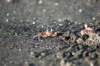 costarica126_small.jpg