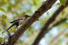costarica147_small.jpg