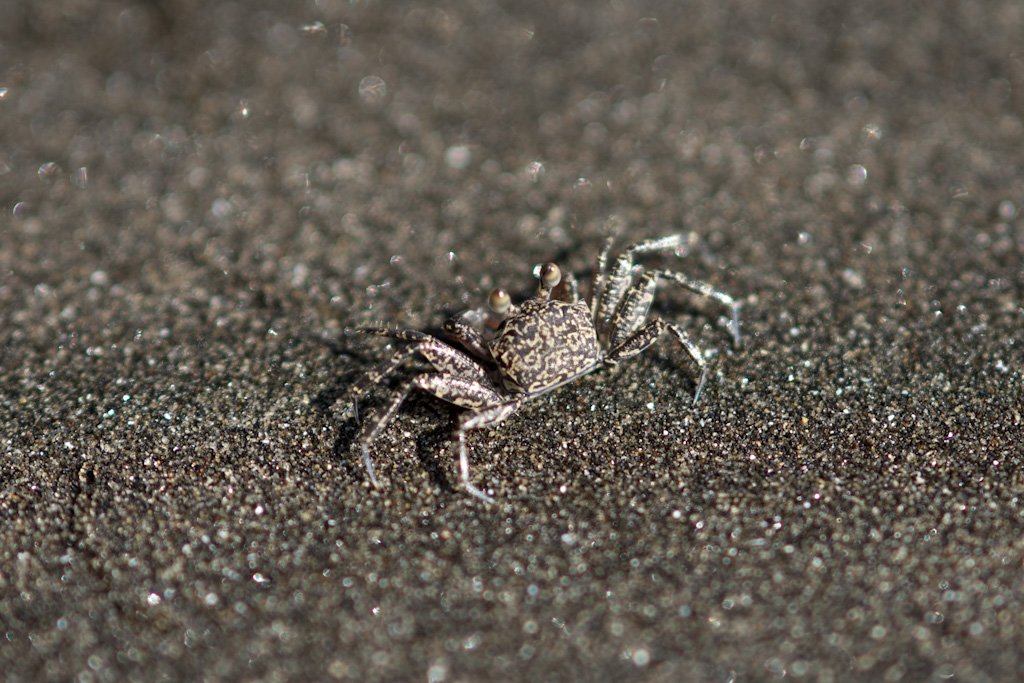 crab.jpg