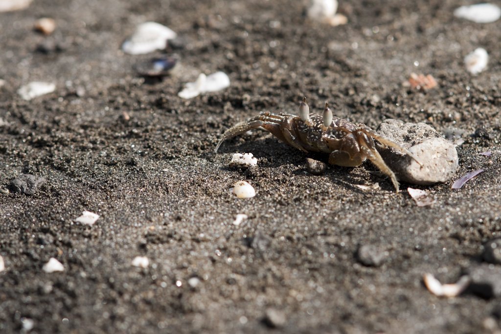 crab2.jpg