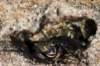 crab3_small.jpg