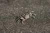 crab_small.jpg
