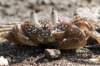 crabcloseup_small.jpg