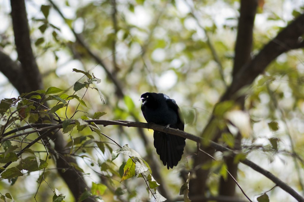 crow.jpg