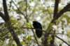 crow_small.jpg