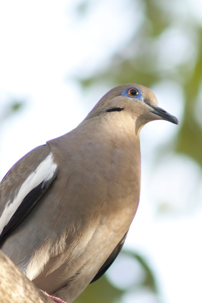 doveorapigeon.jpg