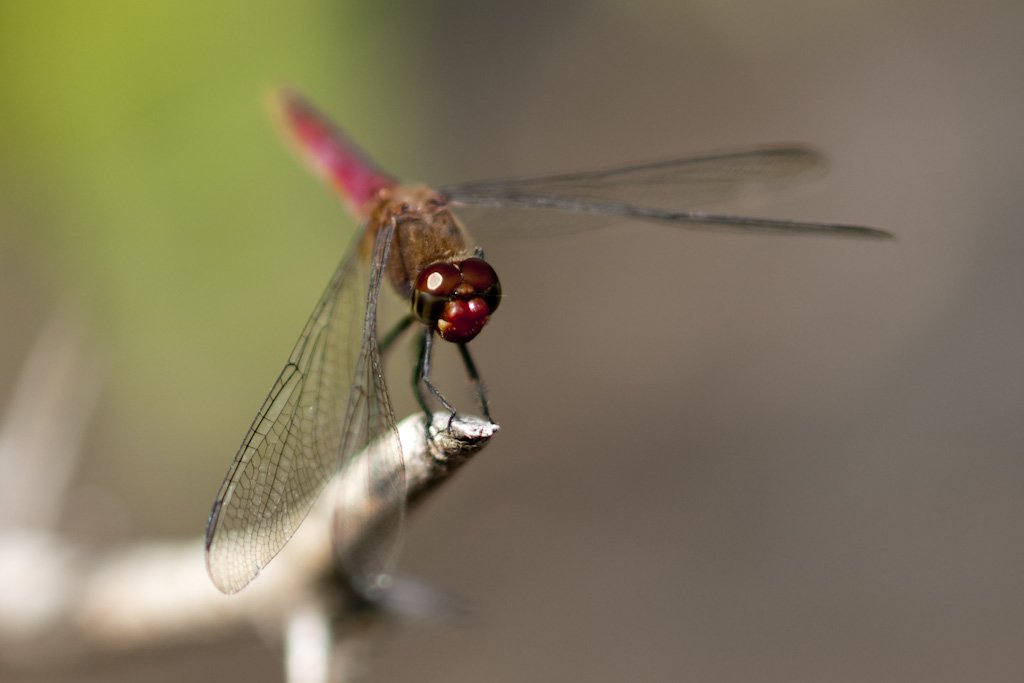 dragonfly2.jpg