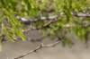 dragonfly_small.jpg