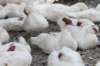 ducks_small.jpg