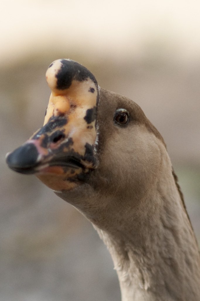 goose2.jpg
