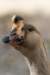 goose2_small.jpg