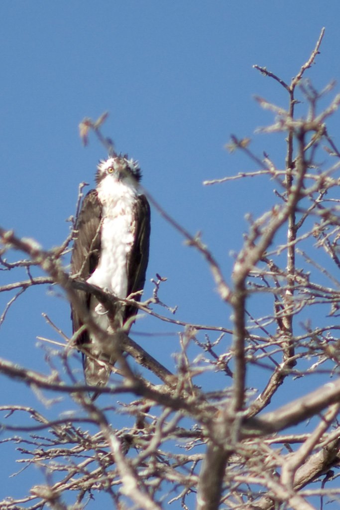 hawk.jpg