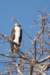 hawk_small.jpg