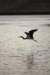 heron2_small.jpg