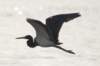 heron3_small.jpg