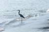 heron_small.jpg
