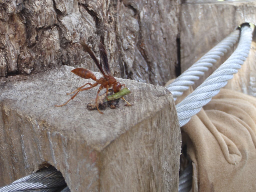 hornetflyingant.jpg