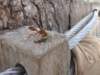 hornetflyingant_small.jpg