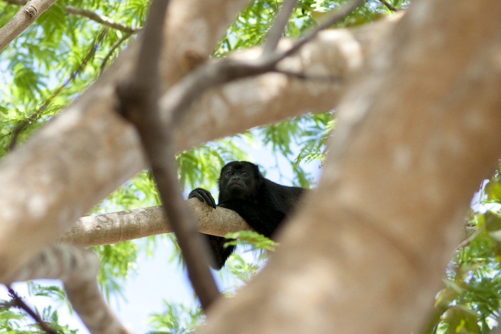 howlermonkey.jpg