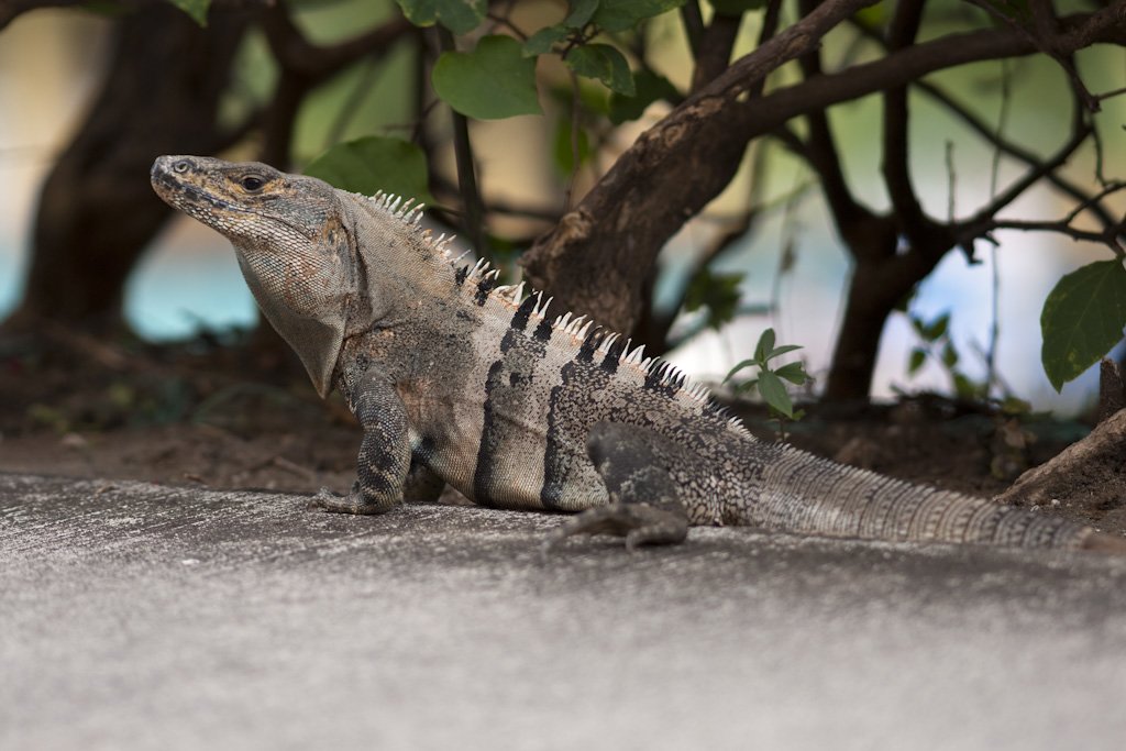iguana.jpg