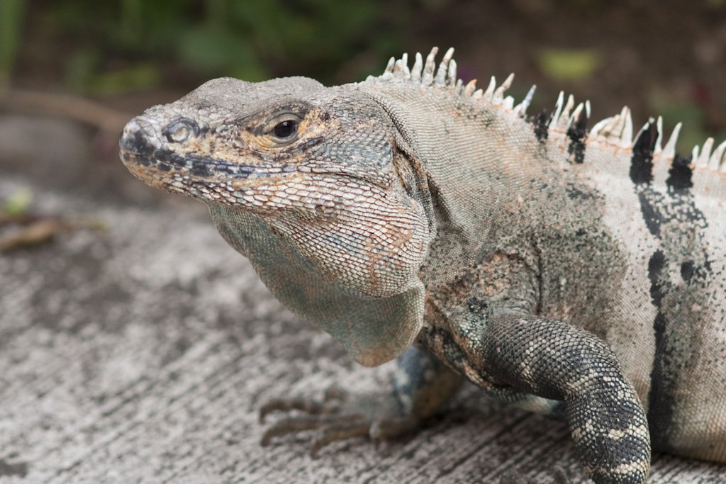 iguana2.jpg