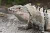 iguana2_small.jpg