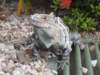 iguana3_small.jpg