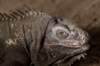 iguana4_small.jpg