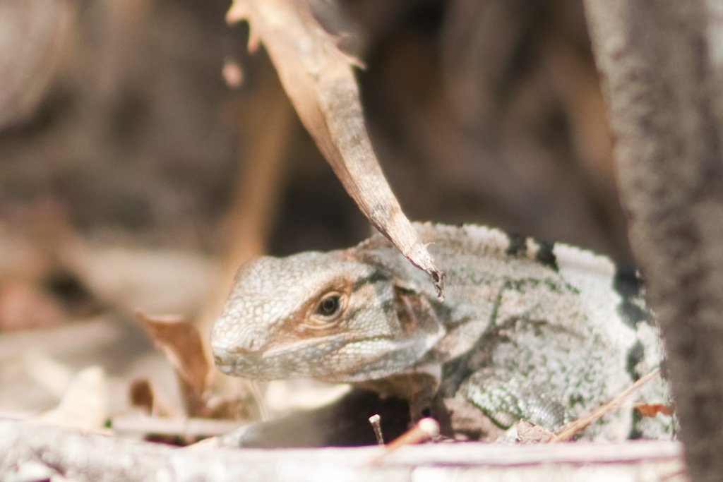iguana5.jpg