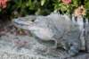 iguana6_small.jpg