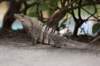 iguana_small.jpg