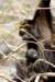 mammaandbabywayupinthetree_small.jpg