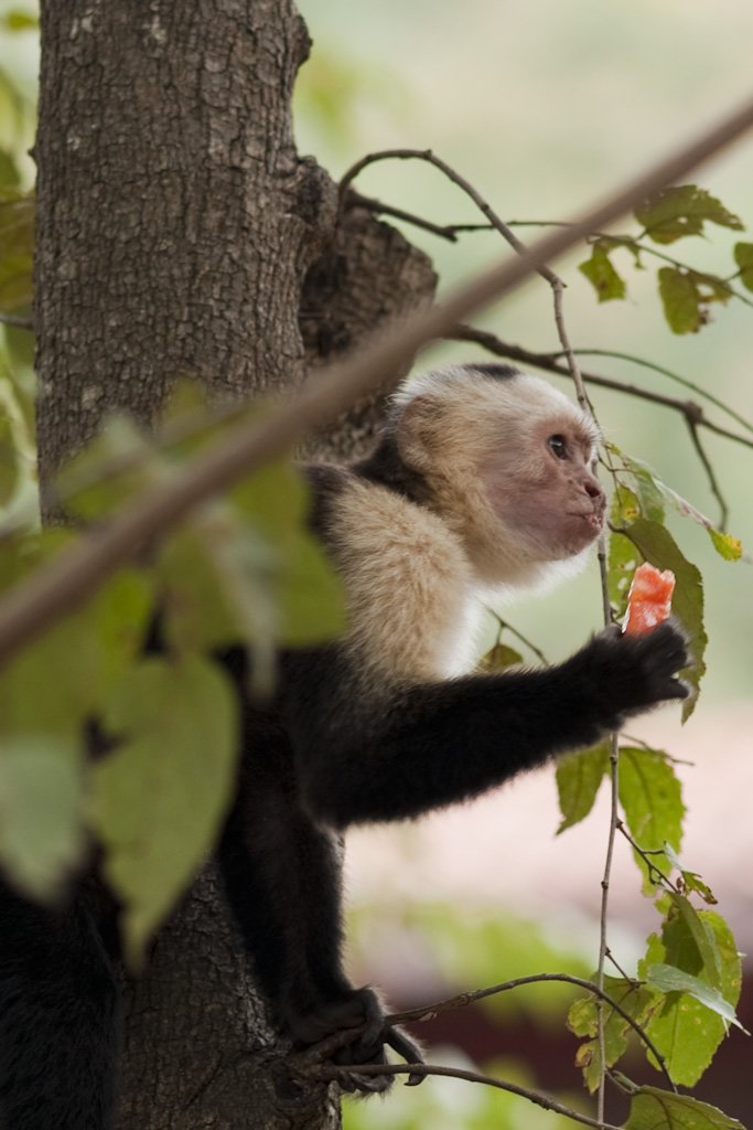 monkey2.jpg