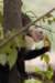 monkey2_small.jpg