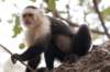 monkey_small.jpg