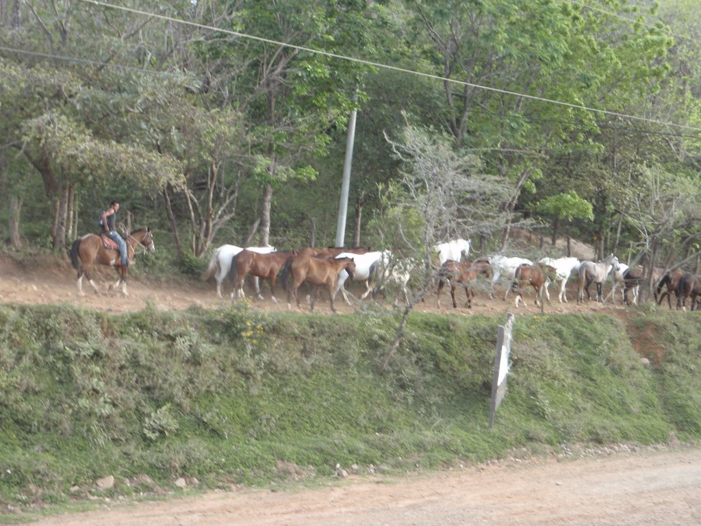 ourhorses.jpg