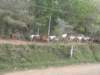 ourhorses_small.jpg