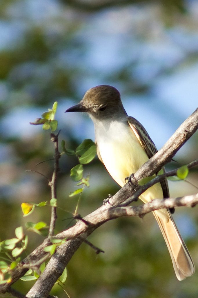 samebird.jpg
