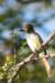 samebird_small.jpg
