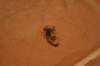 scorpion_small.jpg