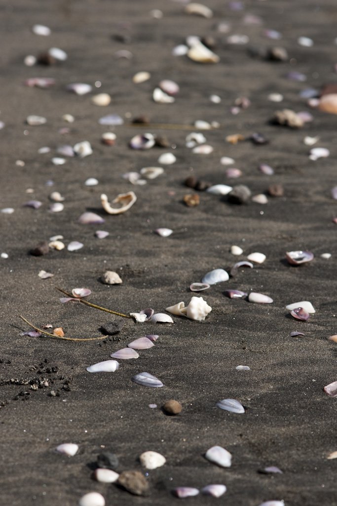 shells.jpg