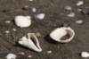 shells2_small.jpg
