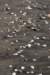 shells_small.jpg