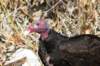 turkeyvulture_small.jpg